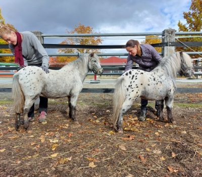 Shettland Ponys